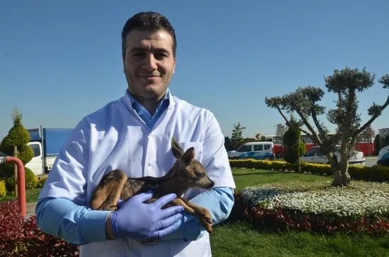 İstanbul'da ormanlık alanda yavru karaca bulundu - 2
