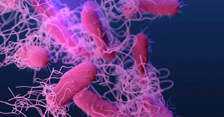 ABD’de salmonella alarmı: 7 kişi hastaneye kaldırıldı