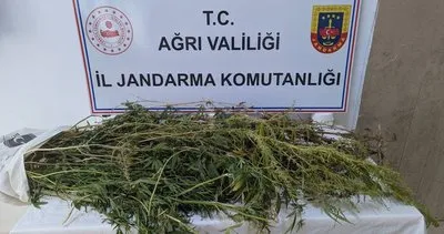 Eleşkirt'te uyuşturucu operasyonu: 90 kök hint keneviri ele geçirildi #agri
