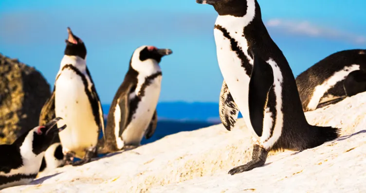 Okyanusların Geleceği Meğer Penguen Dışkısında...