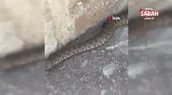 Isırığı bir insanı öldürmeye yetiyor! Engerek yılanı böyle görüntülendi
