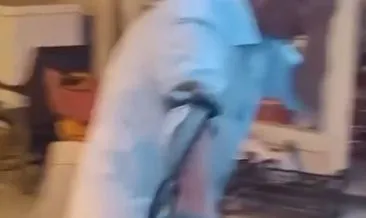 Beslediği yılan böyle ısırdı, yine de vazgeçmedi!