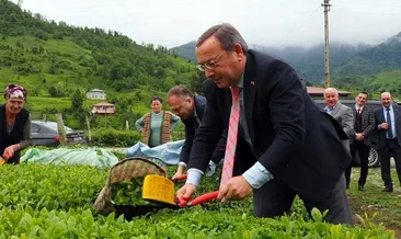 Çay bahçeleri gençleşecek