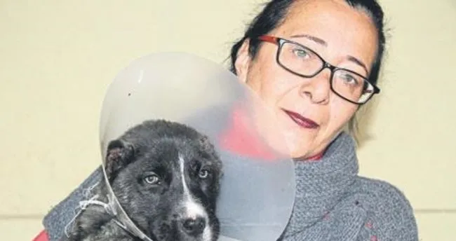Gaziantepte bir aylık köpeğin kulağını kestiler 41
