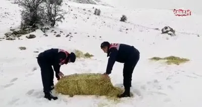 Jandarma yaban hayvanlarını unutmadı | Video