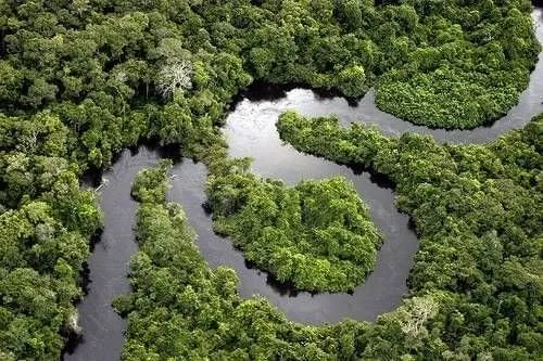 Rüya ormanı: Amazon...