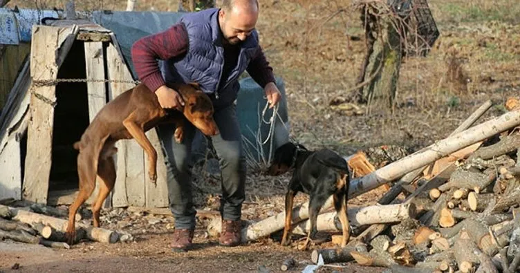 Sahibinin çalındığını iddia ettiği köpek jandarma tarafından bulundu