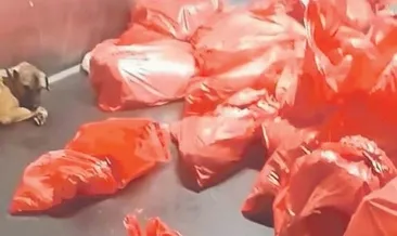 Mansur, elini hayvanlardan çek