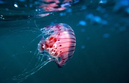 Pusula denizanası nedir, zehirli mı? Çanakkale’de görülen pusula denizanası özellikleri ve yan etkileri