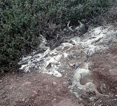 Osmaniye’de kahreden görüntü! Arazide üst üste atılmış köpek ölüleri bulundu