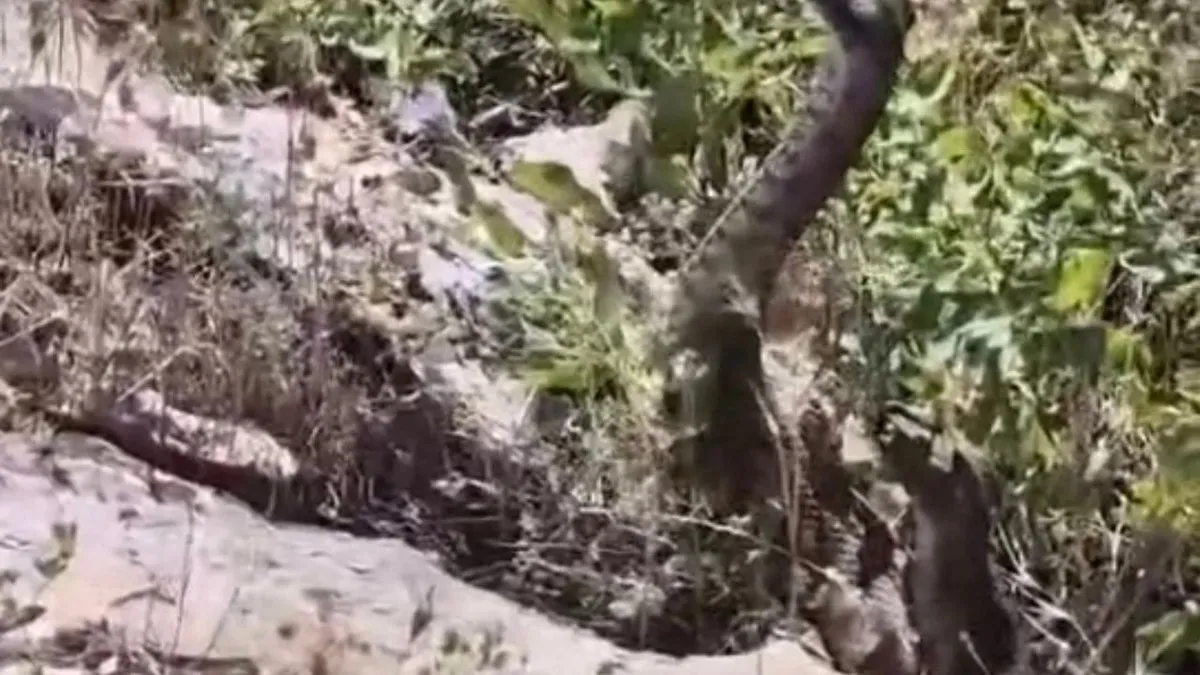 Kamerayla görüntülüyordu: Yılanın saldırısına uğradı! Kamerayla görüntülüyordu: Yılanın saldırısına uğradı!