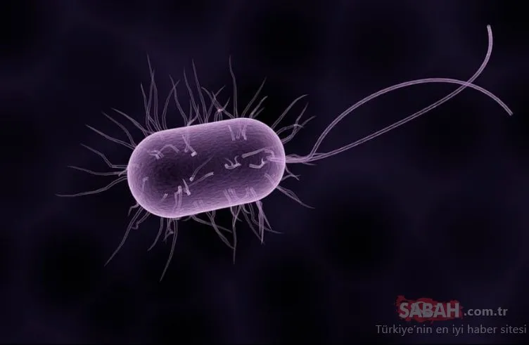 Bakterilerin havada binlerce kilometre gidebildiği tespit edildi