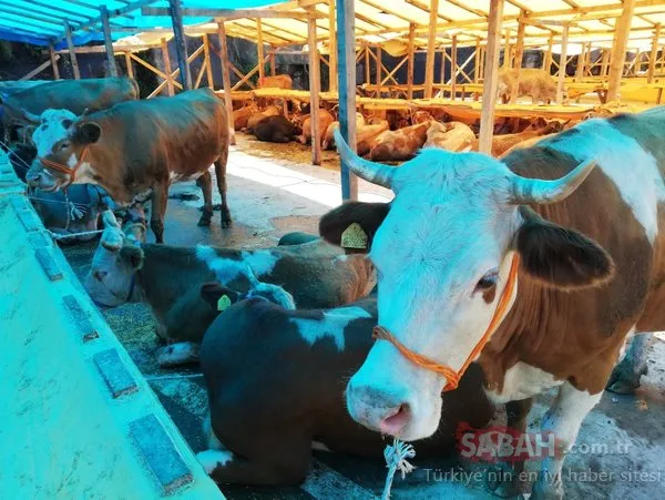 Kurbanlık pazarı hareketlendi