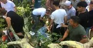 Tarihi çınarın dalı koptu: 3 kişi yaralandı
