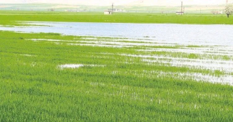 Şiddetli yağış tarım alanlarını göle çevirdi