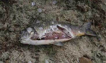 Bolu’da içme suyu barajında balık ölümleri sonrasında inceleme başlatıldı