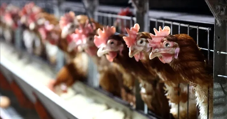 Tavuk eti üretimi eylülde arttı