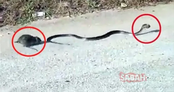 Vahşi doğanın fedakar anneleri