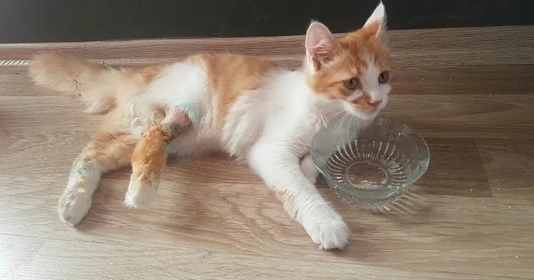Yaralı yavru kedi, 15 dakikada tedavi edildi
