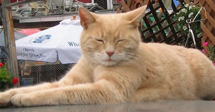 Alaska’nın kedi belediye başkanı Stubbs hayatını kaybetti