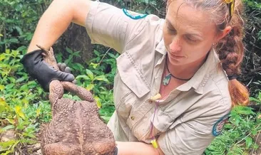 2.7 kiloluk dev kara kurbağası