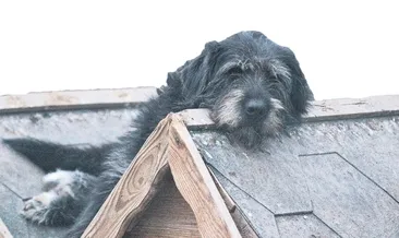 Patiliköy’de 550 köpeğe bakıyor