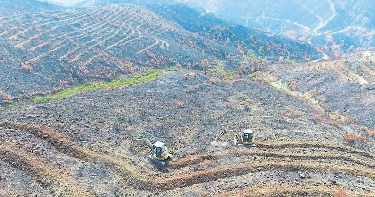 Hatay ormanları yeniden canlanacak