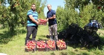 Iğdır’da nektarin hasadı başladı #igdir