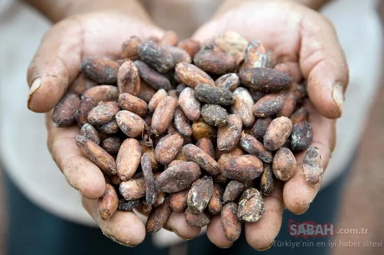 Binlerce yıl önce ilaç olarak kullanılıyordu! Vitamin eksikliğini gideriyor...