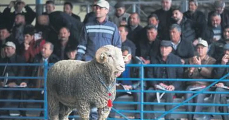 Enstitünün damızlık koçları satıldı