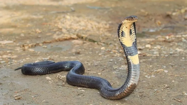 Dünya bunu konuşuyor! 8 yaşındaki çocuk zehirli kobrayı ısırarak öldürdü