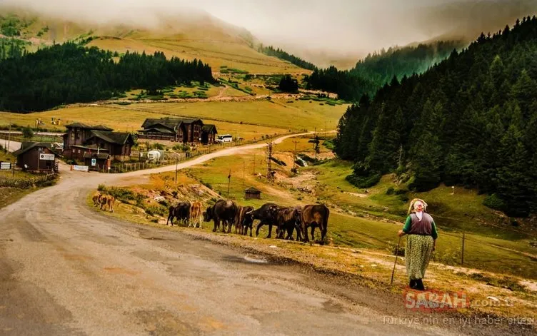 Giresun’da bin 840 metre rakımlı Koçkayası Tabiat Parkı güzelliğiyle herkesi büyülüyor
