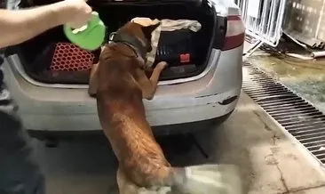 Balıkesir’de uyuşturucu operasyonu: Kedi taşıma çantasında getirmişler! #balikesir