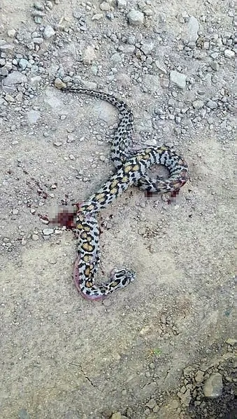 Bingöl’de zehirli yılanın ısırdığı genç Erzurum’da hayata tutundu