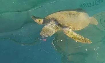 Yaralı caretta carettaya tedavi
