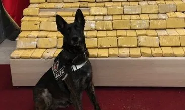 Pul biber ile kamufle edilen eroin, narkotik köpeği Alfa’ya takıldı