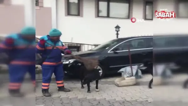 İstanbul Üsküdar'da temizlik işçisinin sokak köpeklerine süpürgeyle masaj yaptığı anlar kamerada