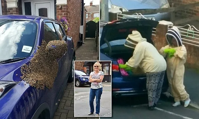 İngiltere’de bir arabaya binlerce arı üşüştü