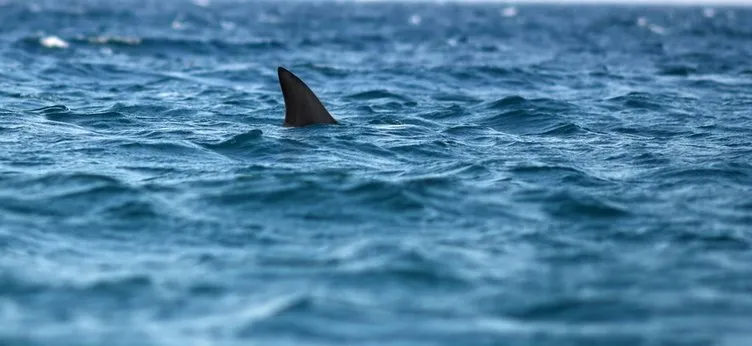 Karada yürüyebilen köpekbalığı türü sahillerde görüldü! İnsanlar paniğe geçti…