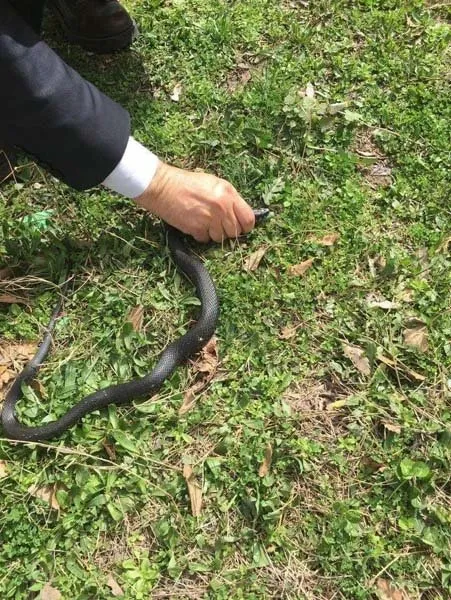 Bahçesinde yakaladığı yılanı serbest bıraktı! Sebebi ise...