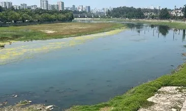 Seyhan Nehri yosun tuttu... Belediyenin bu çirkin görüntüyü bir an önce temizlemesi gerekir