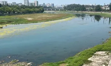 Seyhan Nehri yosun tuttu...