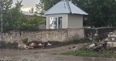 Elektrik teli koptu akıma kapılan iki hayvan telef oldu #kars