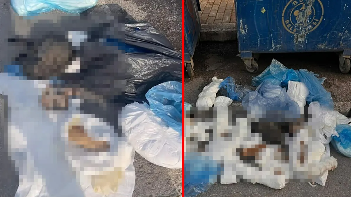 İzmir’de dehşete düşüren olay! 33 kedi öldürülüp poşetlere konmuştu: Veteriner hekim gözaltında! İzmir’de dehşete düşüren olay! 33 kedi öldürülüp poşetlere konmuştu: Veteriner hekim gözaltında!