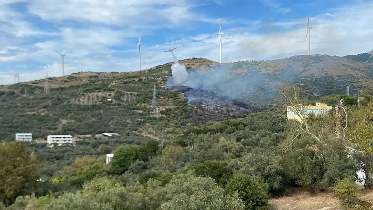 Erdek'te yangın: 10 dönümlük zeytinlik kül oldu