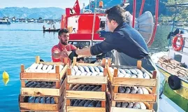 Denizde palamut bereketi