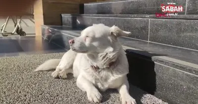 Sahibini 5 gündür hastane kapısında bekleyen köpek, dünya basınında | Video