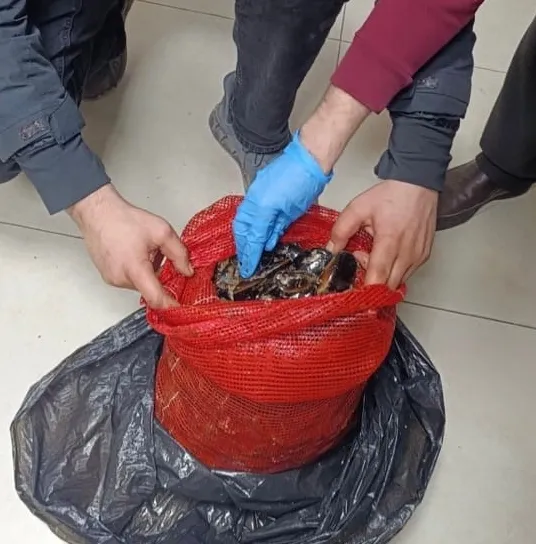 Sofralara ulaşmadan yakalandı! Bursa ve Balıkesir’de eş zamanlı operasyonlarda tonlarca kaçak midye ele geçirildi! Sofralara ulaşmadan yakalandı! Bursa ve Balıkesir’de eş zamanlı operasyonlarda tonlarca kaçak midye ele geçirildi!