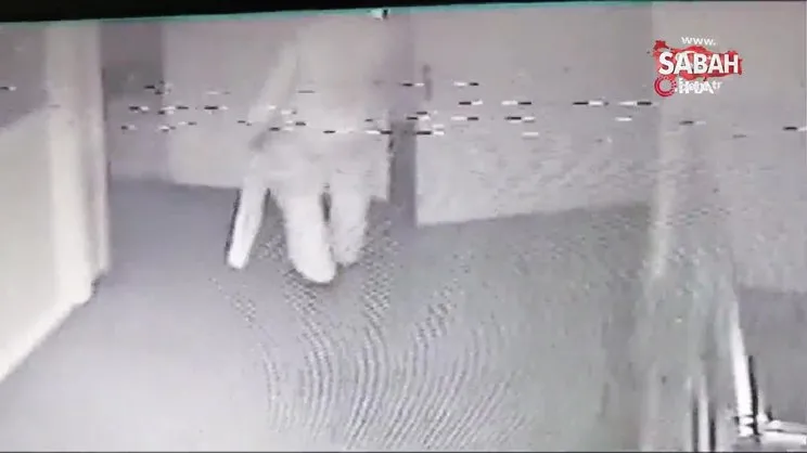 Ağaca çıkan maymun değil hırsız... Çıktığı ağaçta polise el salladı | Video