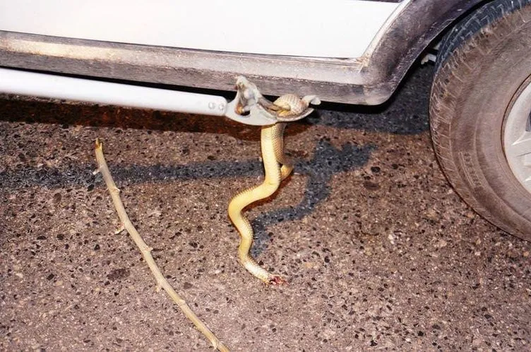 Seyir halindeki otomobilde yılan paniği